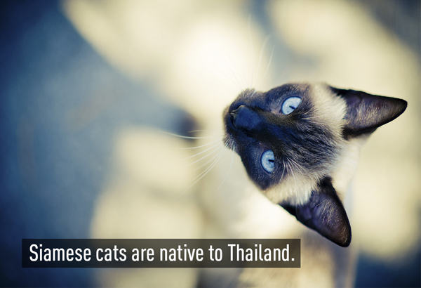 Giống mèo Xiêm (Siamese cat) có nguồn gốc từ Thái Lan. Tại Thái, chúng được gọi là wichen-maat, có nghĩa là "mặt trăng bằng kim cương". Trong truyền thống người Thái, khi mang một đôi mèo Xiêm tới cho cô dâu trong lễ cưới có thể thay lời chúc phúc trăm năm. Giống mèo Xiêm (Siamese cat) có nguồn gốc từ Thái Lan. Tại Thái, chúng được gọi là wichen-maat, có nghĩa là "mặt trăng bằng kim cương". Trong truyền thống người Thái, khi mang một đôi mèo Xiêm tới cho cô dâu trong lễ cưới có thể thay lời chúc phúc trăm năm.